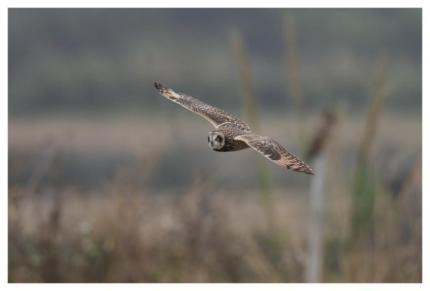 Bird Nature Animal Wildlife