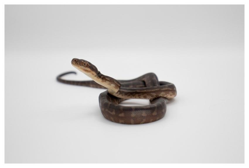 Snake Reptile Animal Carpet Python