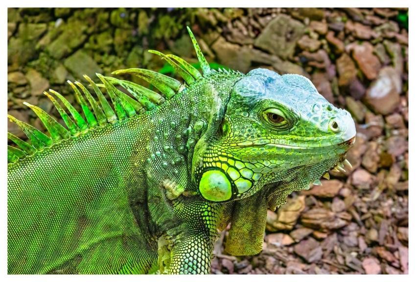 Lizard Reptile Wildlife Iguana