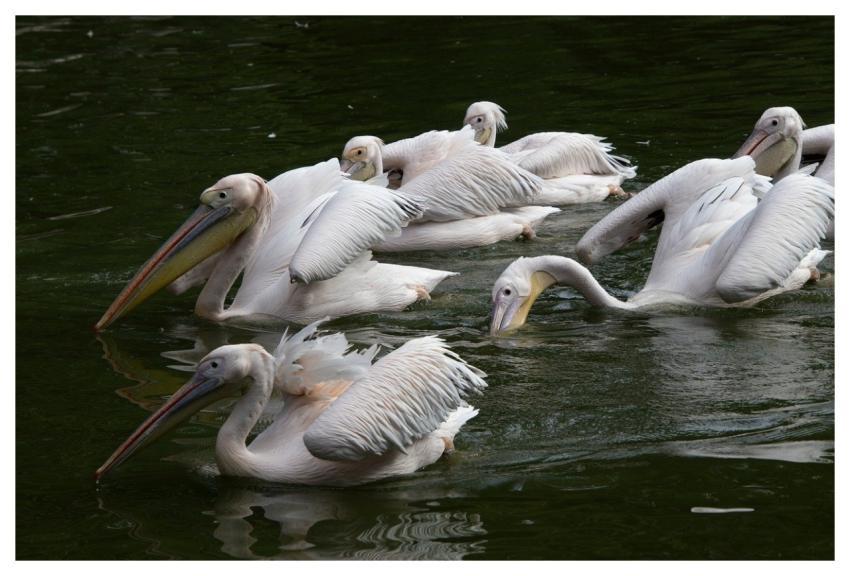 Pelicans Animals Waterfowls Birds