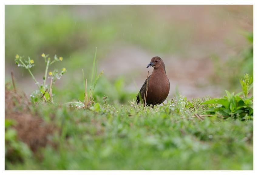 Bird Nature Animal Wildlife