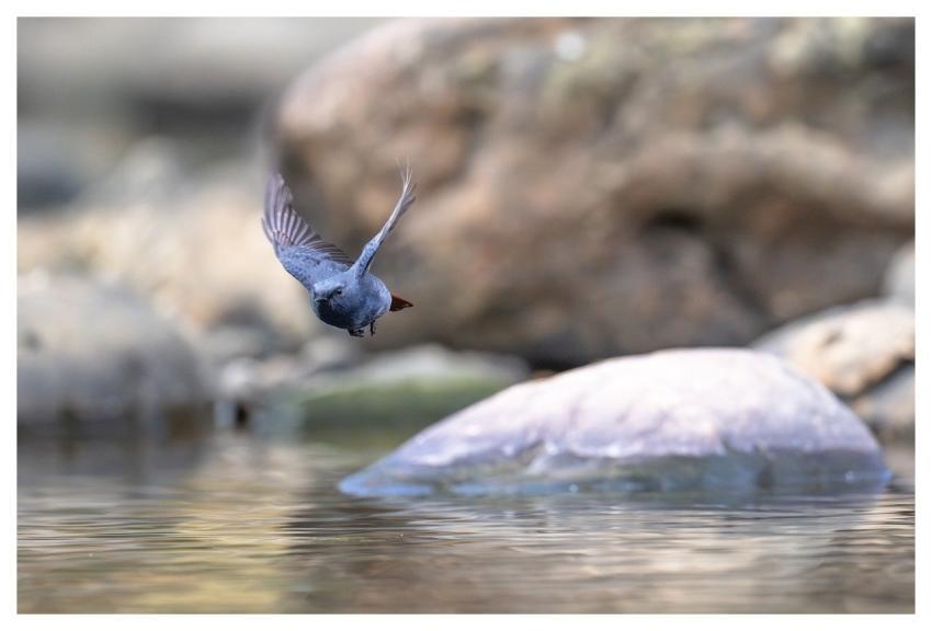 Bird Nature Animal Wildlife