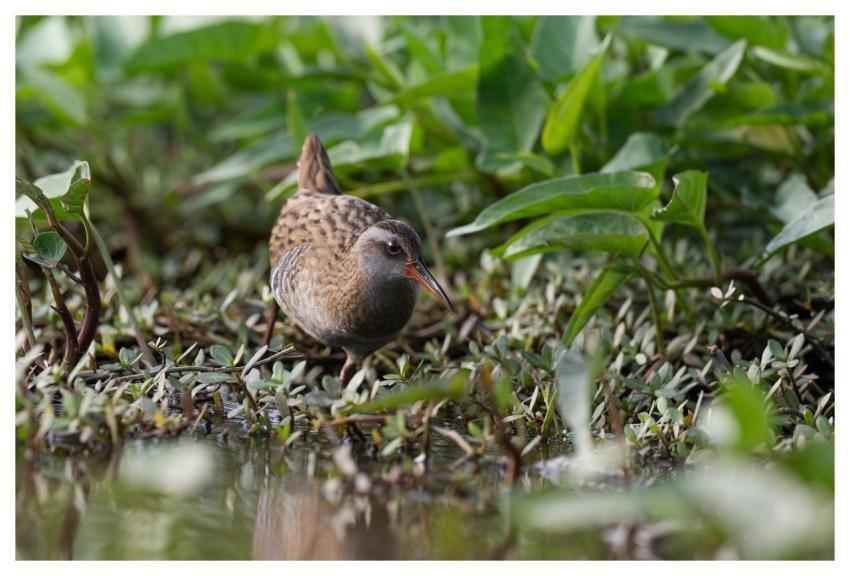 Bird Nature Animal Wildlife