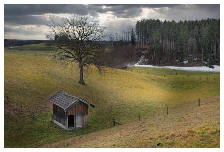 Landscape Winter Forest Trees