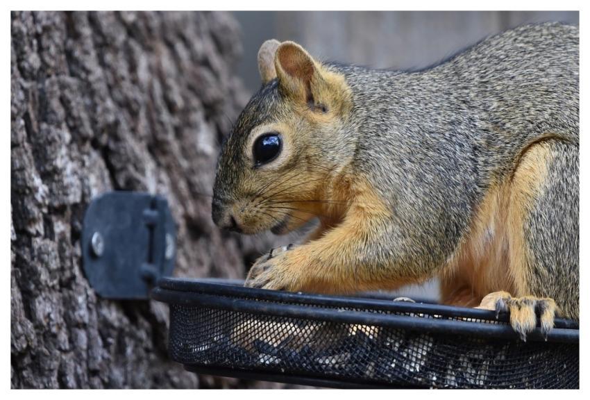 Squirrel Fox Squirrel Animal Mac Wallpaper