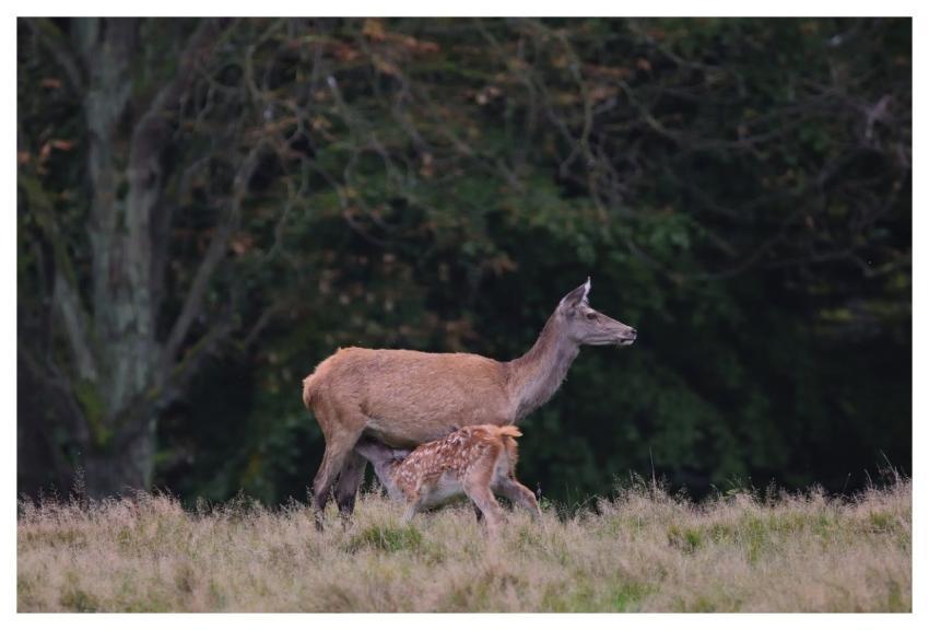 Fallow Deer Deer Fawn Suckle