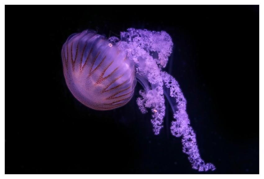 Jellyfish Nature Underwater Aquarium