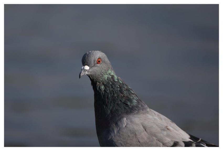 Dove Bird Animal Bird Portrait