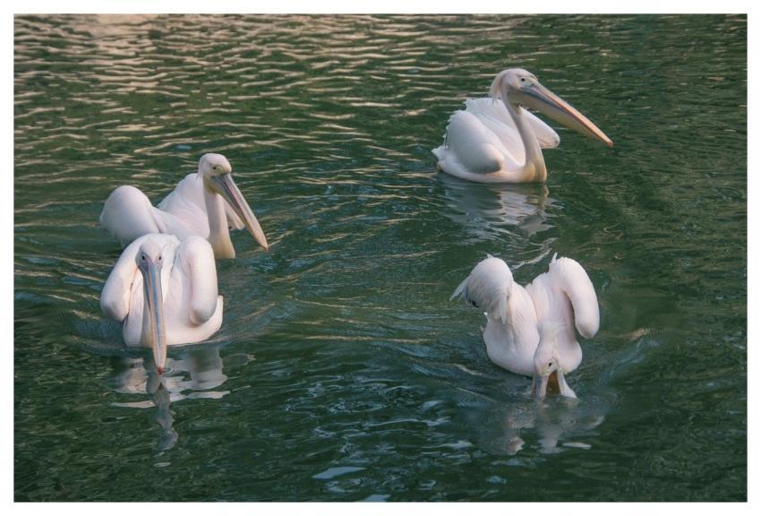 Pelican Animals Birds Waterbirds
