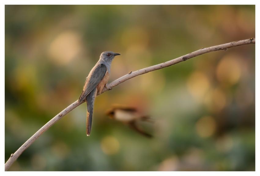 Bird Nature Animal Wildlife