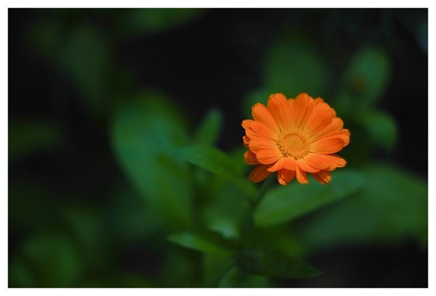 Calendula Officinalis Nature Calendula Orange
