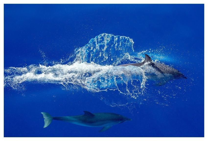 Dolphin Nature Sea Animal