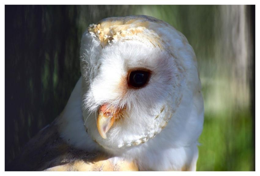 Owl Barn Owl Bird Down