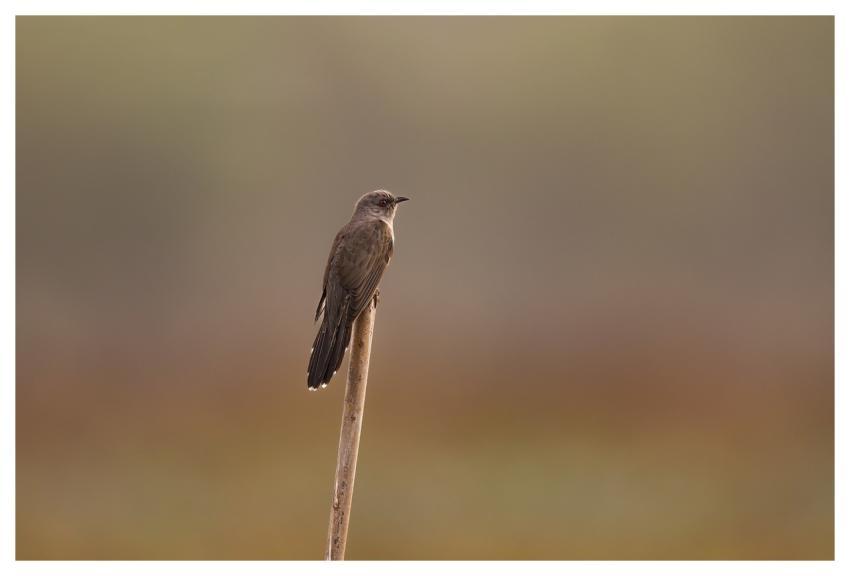 Bird Nature Animal Wildlife