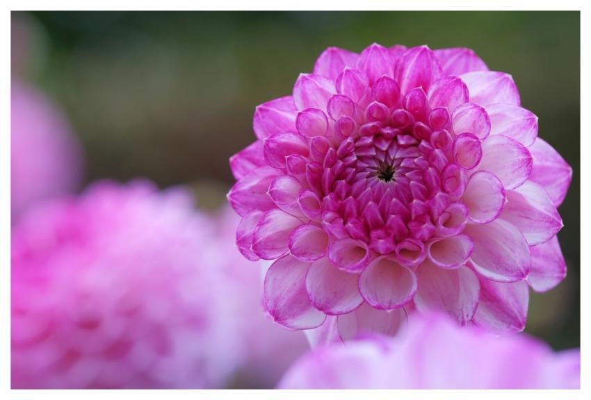 Dahlia Beautiful Wallpaper Flower 4K Wallpaper