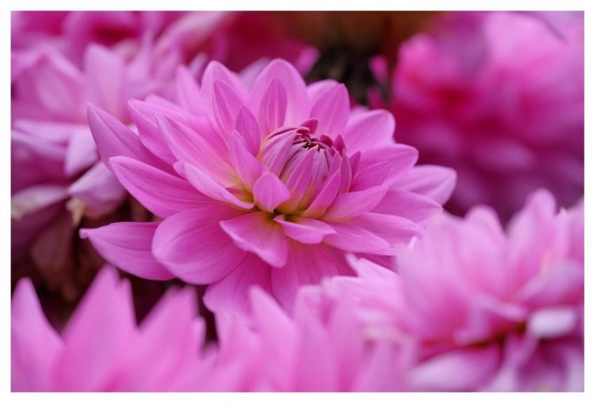 Dahlia Flower Mac Wallpaper Plant