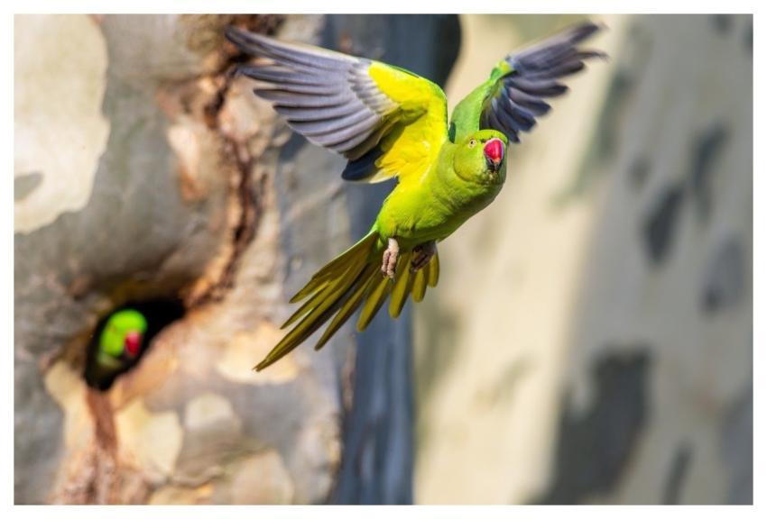 Ring-Necked Parakeet Bird Nature Parakeet