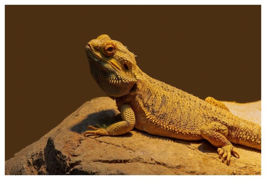Bearded Dragon Nature Reptile