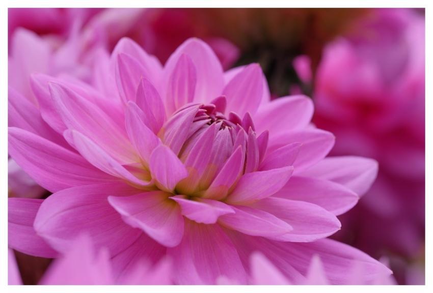 Dahlia Flower Mac Wallpaper Plant