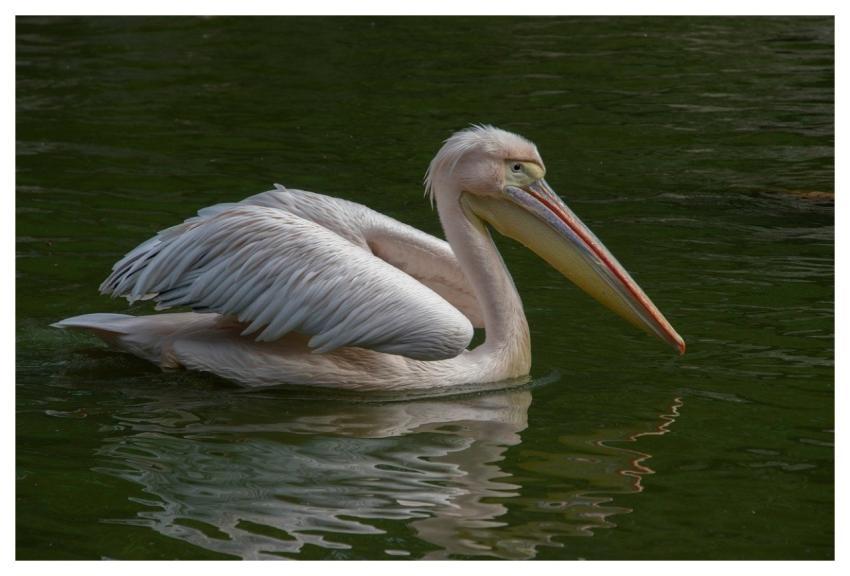 Pelican Bird Animal Plumage