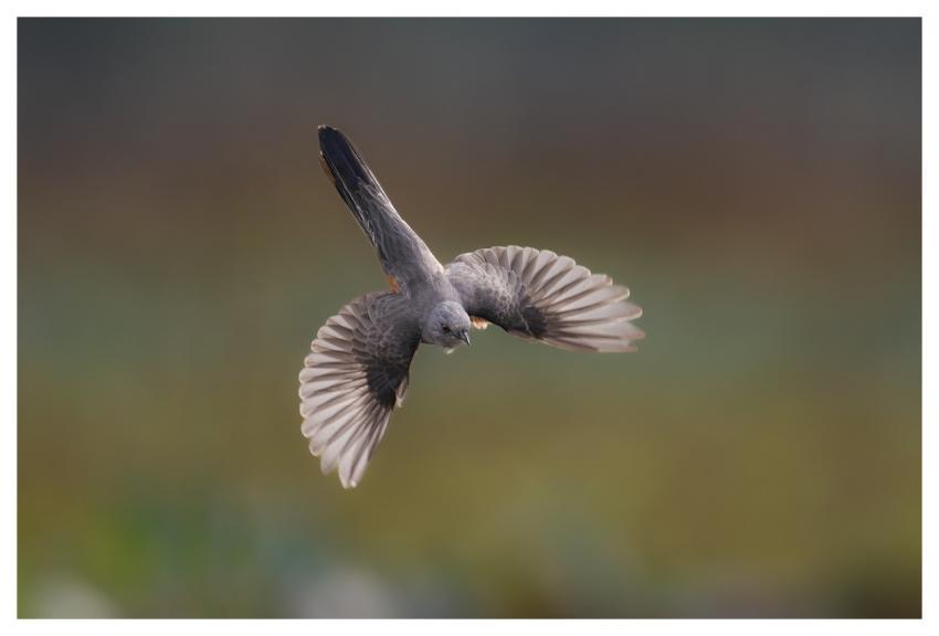 Bird Nature Animal Wildlife