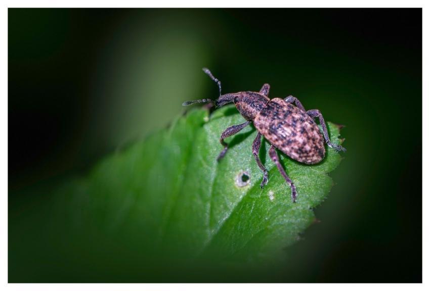 Nature Animal Animal World Bug