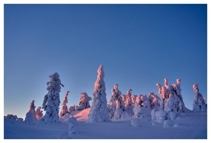 Sunset Snow Rose Nature