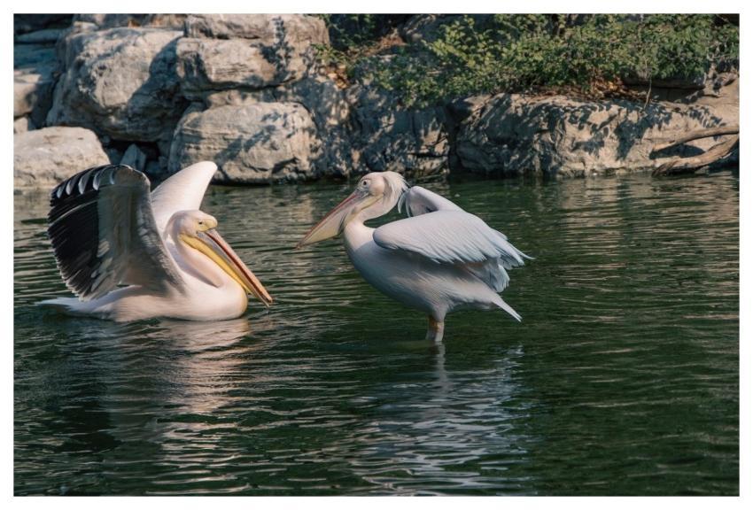 Pelican Bird Waterbirds Feathers