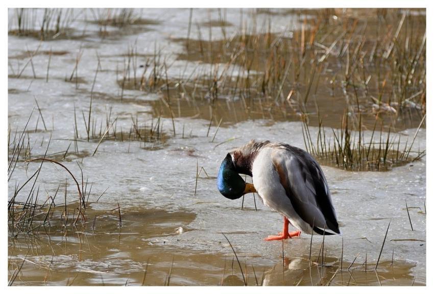 Duck Marsh Feathers Lake