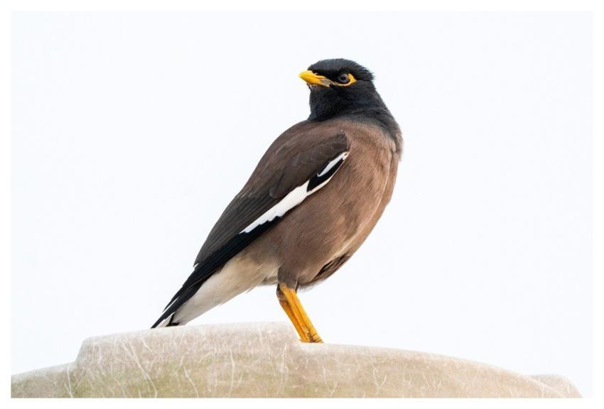 Myna Bird Mynah Wildlife