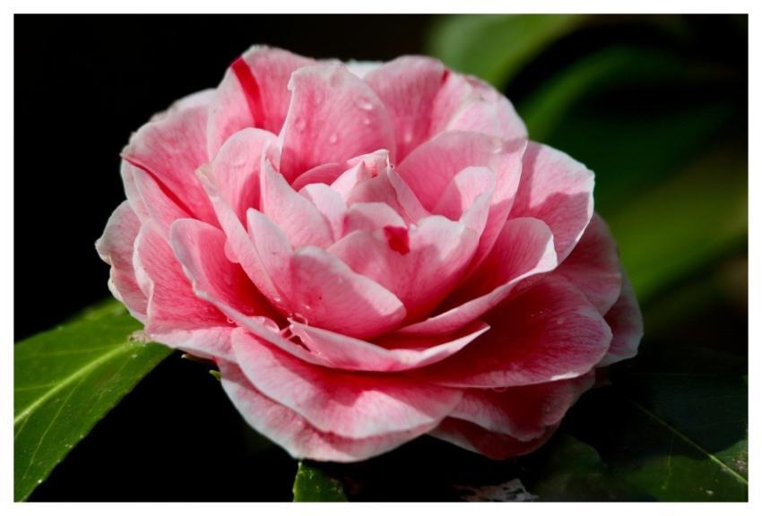 Flower Camellia Pink Flower Background