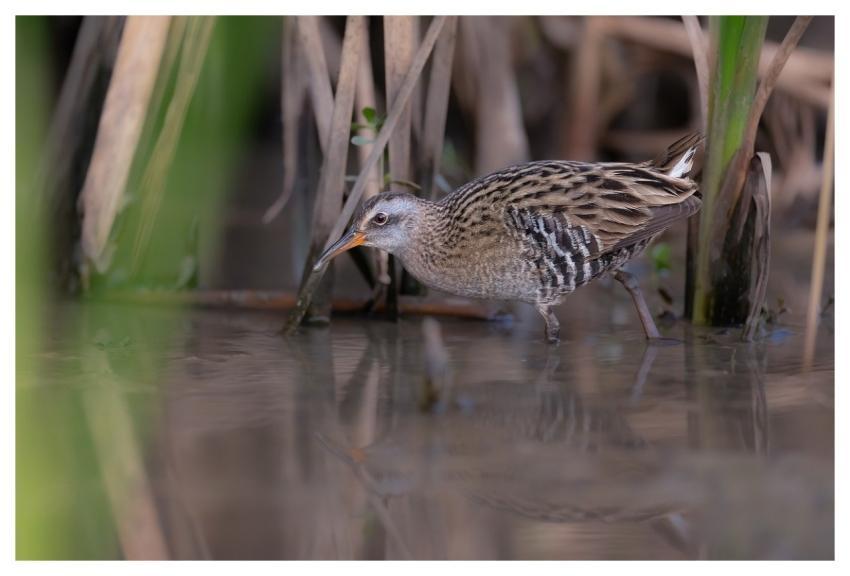 Bird Nature Animal Wildlife
