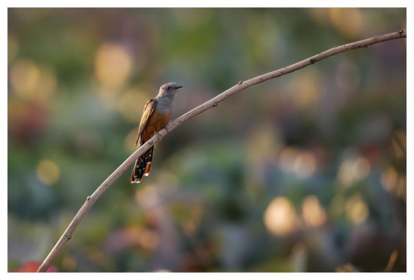 Bird Nature Animal Wildlife