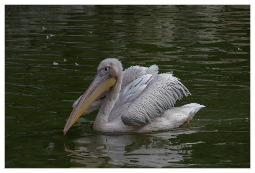 Pelican Bird Animal Beak