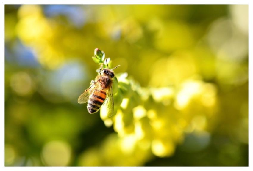 Bee Beautiful Flowers Insect Macro