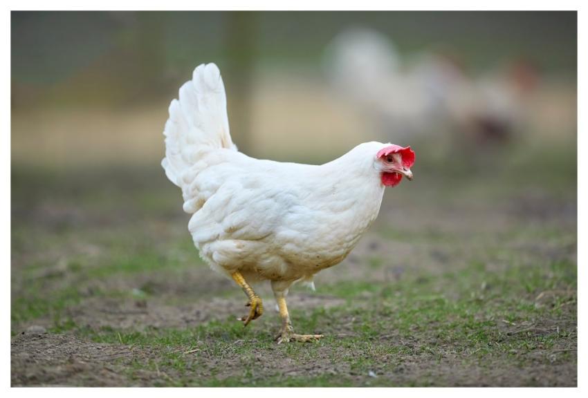 Animal Bird Poultry Chicken