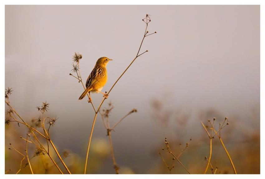 Bird Plumage Beak Avian