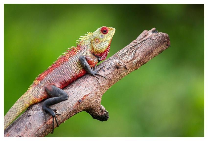 Lizard Animal Reptile Wildlife