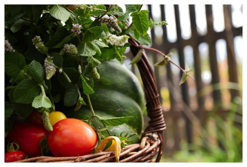 Basket Vegetables Scuttle Tomato