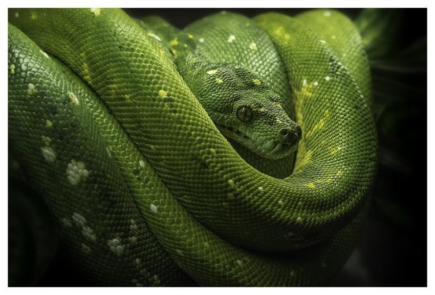 Snake Reptile Nature Wildlife