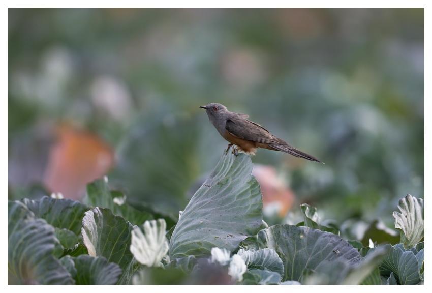 Bird Nature Animal Wildlife