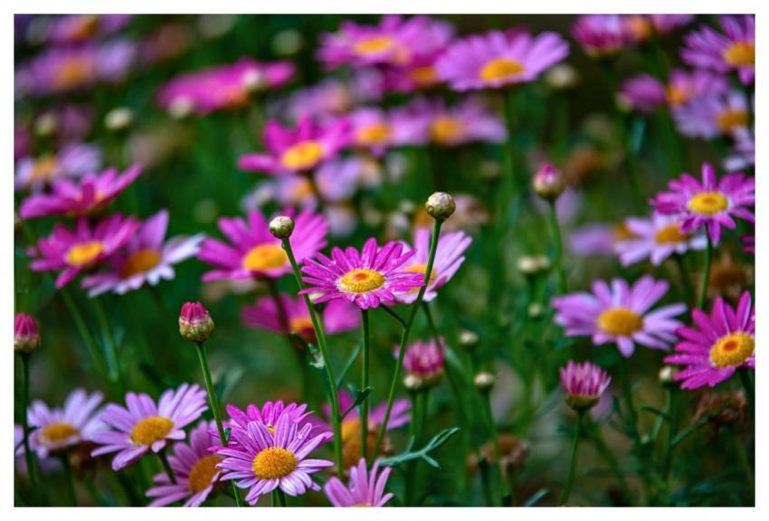 Flowers Spring Summer Flower Wallpaper