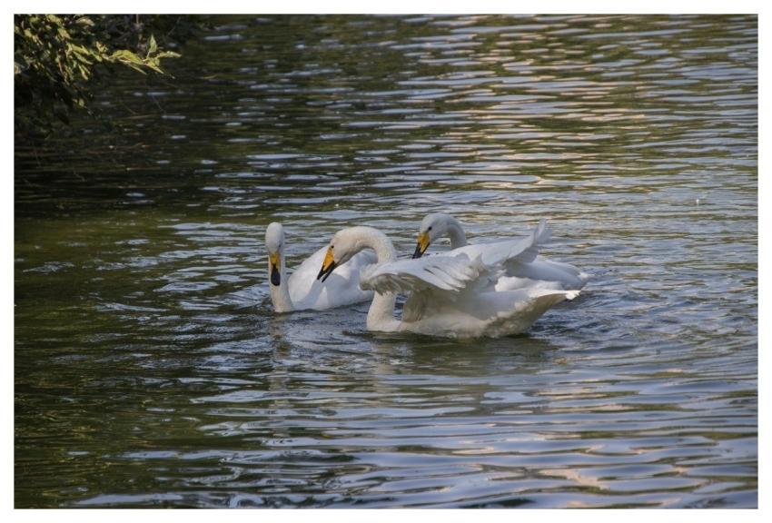 Swans Birds Waterbirds Animals