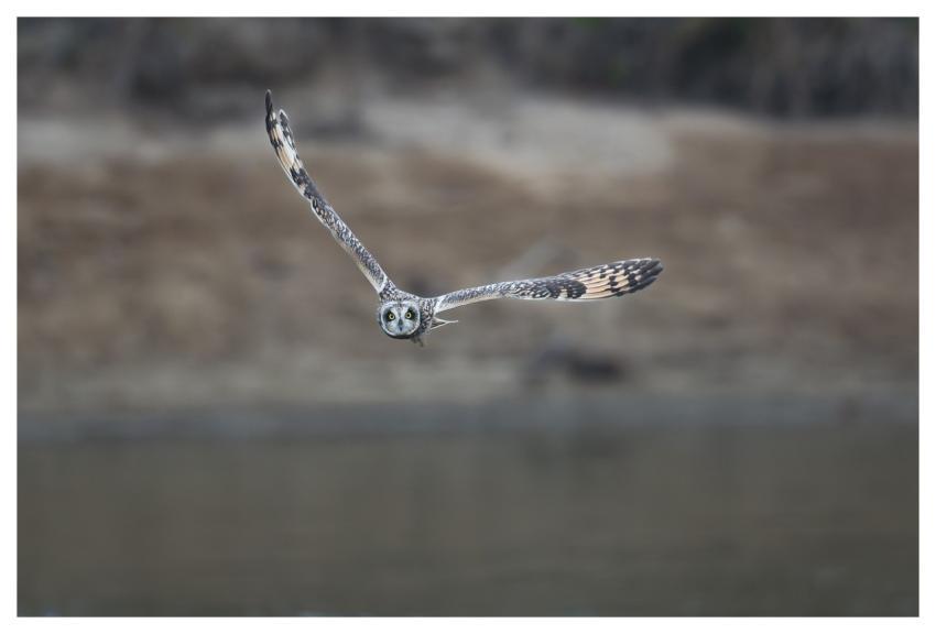 Bird Nature Animal Wildlife