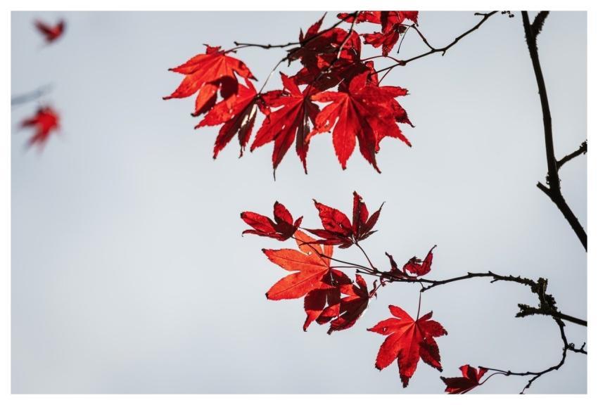 Autumn Leaves Autumn Colors Autumn Color Season