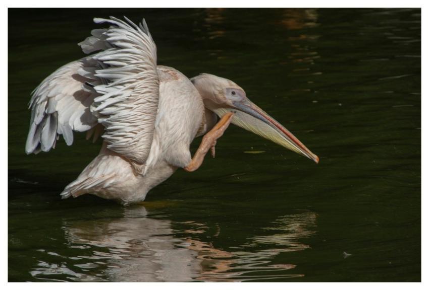 Pelican Bird Animal Beak