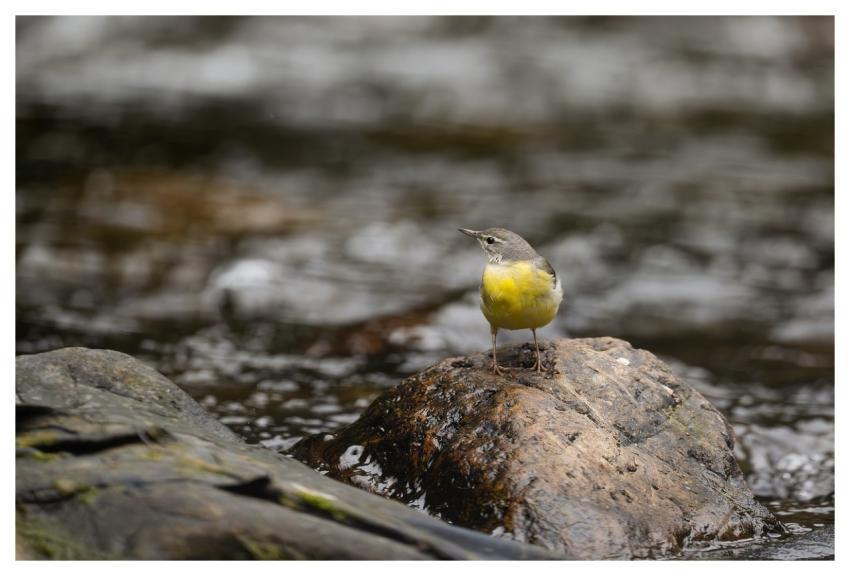 Bird Nature Animal Wildlife