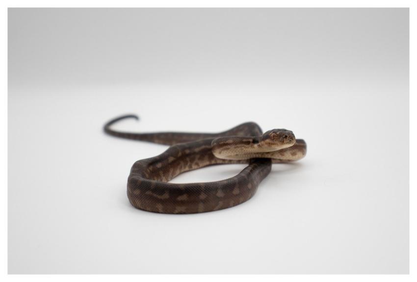 Snake Reptile Animal Carpet Python