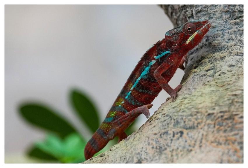 Chameleon Nature Reptile Lizard