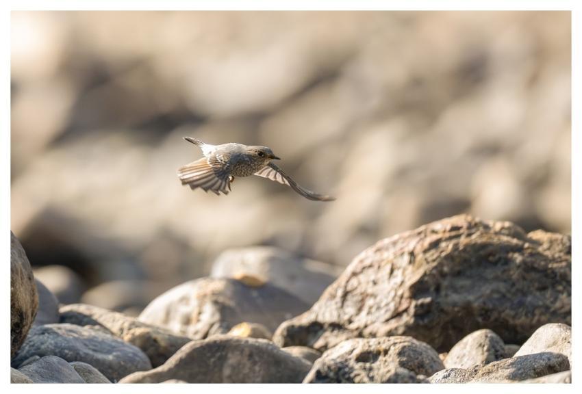 Bird Nature Animal Wildlife